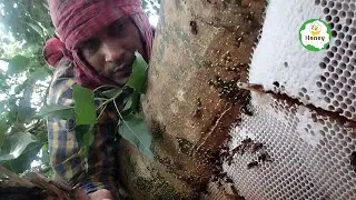 নতুন মধু আম গাছ  ও বড় বটগাছ থেকে মধু সংগ্রহ