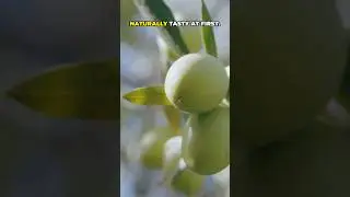 5 Amazing Facts About Olive Trees 🌿