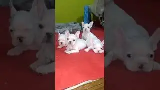 All breed pet shop Kathmandu Nepal