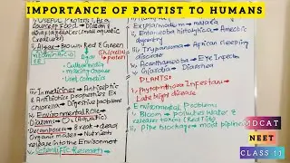 Importance of Protists to Humans Explained | Class 11 Biology