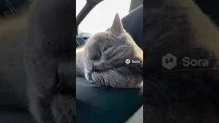 ASMR｜AI Cat Sleeping in the Car &mdash; Engine Vibration & Soft Purring #ASMR  #SleepSounds #sleepaid #cat