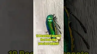 10 Beautiful insects that look like precious jewels
