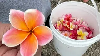 VLOG: Maui, Hawaii Plumeria Garden Tour & Making Leis with Rollie