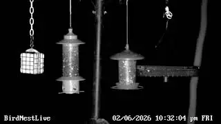 BirdNestLive.com - Live Stream - Bird Feeders or Bird Nest when in Season