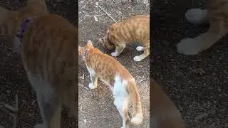KEEP DIGGING😅 #shortvideo #cat #kucingbikinngakak #catfunny #catlover #kucinglucuterbaru #funny