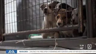 Who let the dogs out: TRACS adopts out over 1000 dogs in 2025