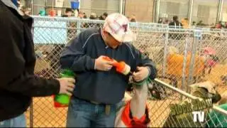 Stock Show TV - Entertainment Central