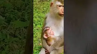 2 Joyce&rsquo;s Worry Deepens as Baby Jacee Grows Weaker #babymonkeybobby #babyanimals #babymonkeys #cute