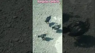 Penjemuran anakan ayam #phakoy di #pagi_hari