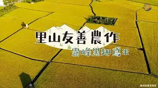 【里山友善農作】霧峰黑翅鳶米