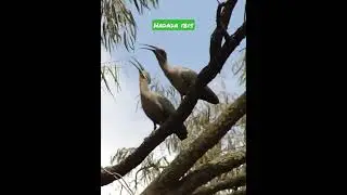 Hadada Ibis, Kenya's noisiest bird #shorts #animals #wildlife #birds #birdsounds #nairobi #kenya