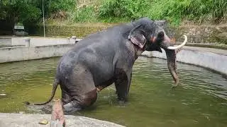 ELEPHANT Bath time bliss 🐘🖤⛲🧿 @ SRI DALADA MALIGAWA #elephant #animals #daladamaligawa