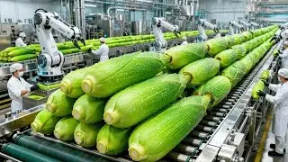 Inside a Modern Corn Milk Factory: From Fresh Corn to Bottled Sweet Corn Milk (Full Process)