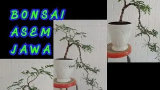 BONSAI ASEM,PROSES PEMBUATAN BONSAI ASEM JAWA