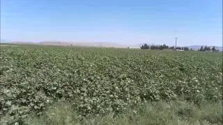 kumlulu apo dolanır başım dolanır