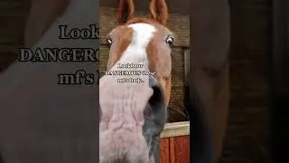😵😵‍💫 #horse #horses #pony #rider #riding #equestrian #horseriding #cheval #pferde #hest #funny
