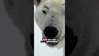 What color is polar bear fur?