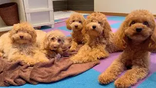 5匹のモップ達と共同生活する事になった日【多頭飼い】