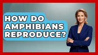 How Do Amphibians Reproduce? | Reptilian Wonders