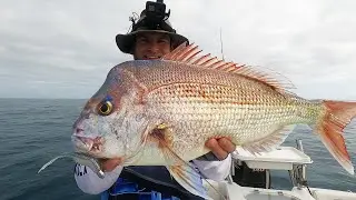 Summer Snapper: Fishing on a 'Low' fish activity day