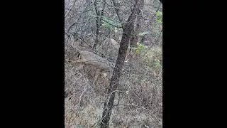 #deerhunting #bowhunting #bowhuntingwhitetails #hunting #mobilehunting #outonalimb #whitetaildeer