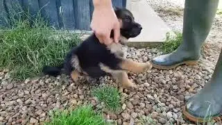 Chiot Berger Allemand poils courts au collier jaune