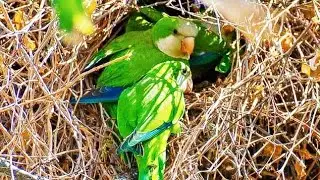 Monk Parakeet Breeding Colony 🥰Happy Wings Aviary #short_video #breeding #exotic #monkparrot #parrot