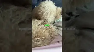 масло: #WW227531 🐾 копируй с WW, а то не найдешь🤍#уходзапитомцем #уходзасобакой #лакомствадлясобак