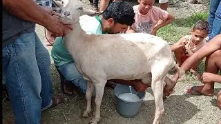 TIRANDO LEITE DE CABRAS FEIRA DE ANIMAIS EM SANTA CECÍLIA-PB 10-07-2022 CABRAS LEITEIRAS À VENDA