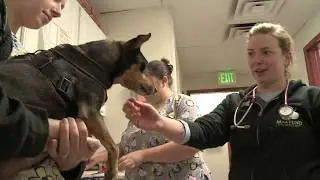 MaxFund Animal Adoption Center and Wellness Clinic (SHORT Version)