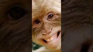 #funny#monkey#pic#