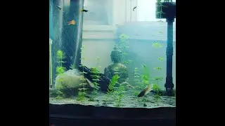 coontail plant growth in one week