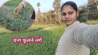 आज में आ गई खेत में और हमारे चना फूलने लगे हैं #poortiprajapativlog #familyvlog #farmerlife 