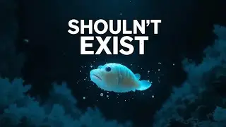 &ldquo;Why This Fish Can Survive Pressure That Should Crush Bones&rdquo; #fiss#ocean