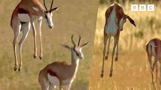 Springy Sprinkbok! | Andy's Baby Animals | Andy's Amazing Adventures