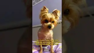 #petstagram #dog #yorkshire #собакасоня #йорксобака