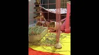 cute guinea pig playing 🎡🍪