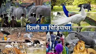 DELHI ZOO / दिल्ली का चिड़िया घर /National Zoological Park. Indian Zoo/Bihari Zoo/Zoo/Delhi  Vlog