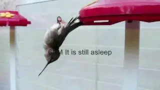 Sleeping Torpor Hummingbird in Bellevue Tennessee