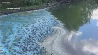 How do you get water on private property tested for algae? | KVUE
