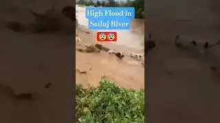 High Flood in Satluj River near Head Sulemanki 😨😨 || Flood update in Pakistan 3/09/2025