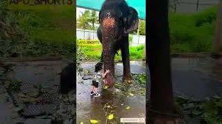 Elephant Hugs a Little Baby ❤ | Apo Shorts |
