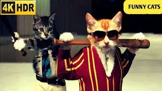 Funny Cats Reaction 😂 | Don't Try hold Back Laughter 😵 | Cats Good Moode || vd - 2 ||