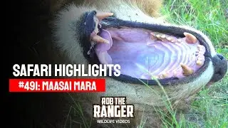 Safari Highlights #491: 30 & 31 March 2018 | Maasai Mara/Zebra Plains | Latest #Wildlife Sightings