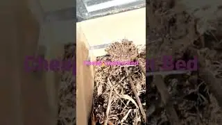 $12 Raised bed - Cheap & easy garden DIY #garden #raisedbedgardening #homestead