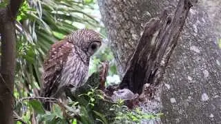 Nesting Barred Owl Part 1