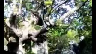 Ceunant Tree Jump