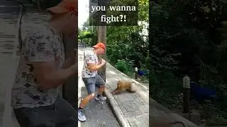 Man vs. Monkey #fight #funny #wildlife #monkey #travel #comedy #thailand #phuket #crazy #monkeys