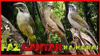 💥Aprovado!🎯Esquente Seu Trinca Ferro Na Hora!🔥Canto de Trinca Ferro