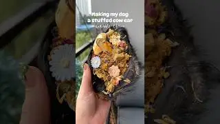 UnKibble stuffed cow ear 🐮 #hairycowear #dogchews #stuffedcowear #unkibble #healthydogfood